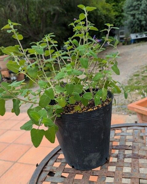 秋咲き常緑サルビア ウィンターセージ セミアトラータ 3苗植え 7号鉢植え