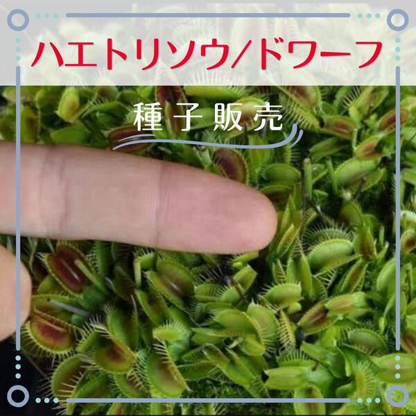 追跡番号付【種子販売】ハエトリソウ/ドワーフ*種子10粒
