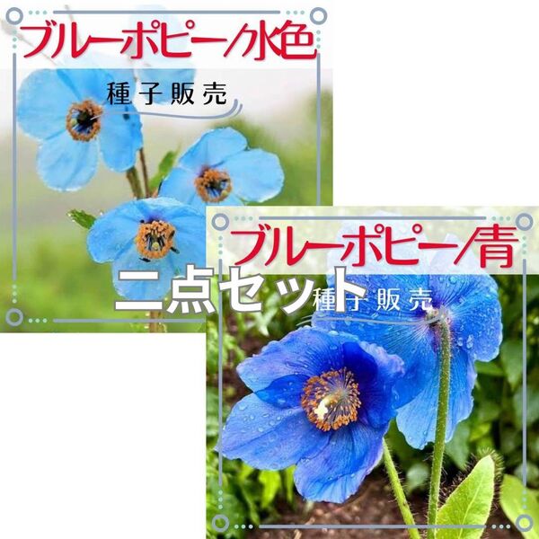 追跡番号付【種子販売】ヒマラヤブルーポピー/水色&青 *個別包装*種子各20粒(計40粒)
