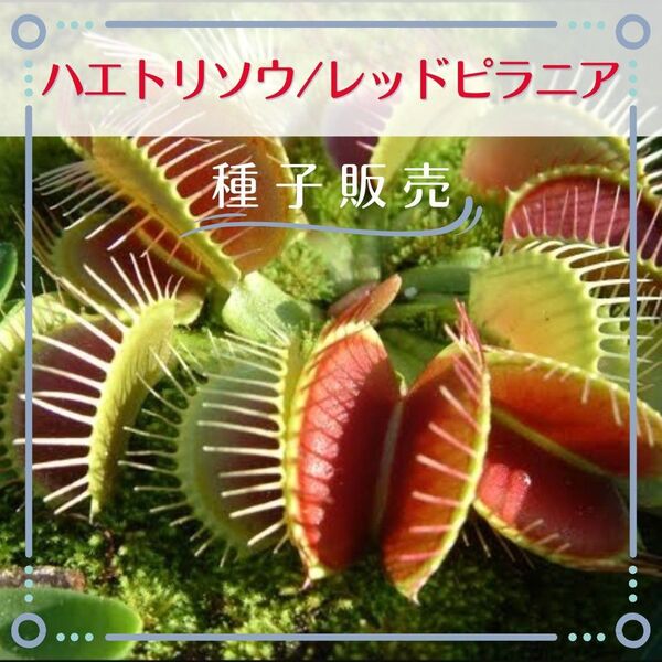 追跡番号付【種子販売】ハエトリソウ/レッドピラニア*種子10粒