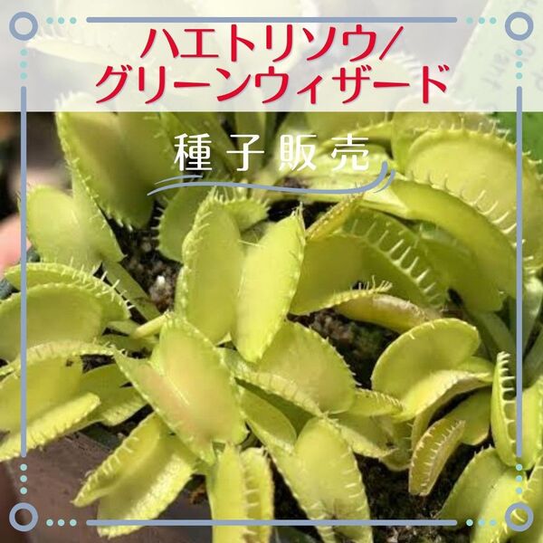 追跡番号付【種子販売】ハエトリソウ/グリーンウィザード*種子10粒