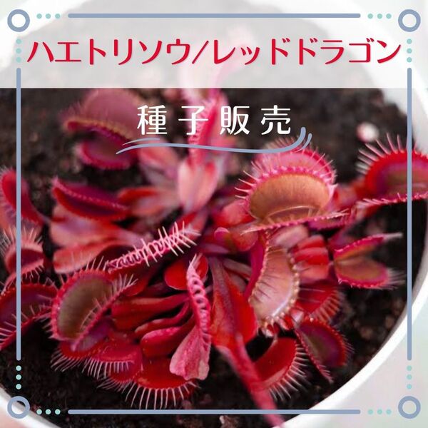 追跡番号付【種子販売】ハエトリソウ/レッドドラゴン*種子10粒