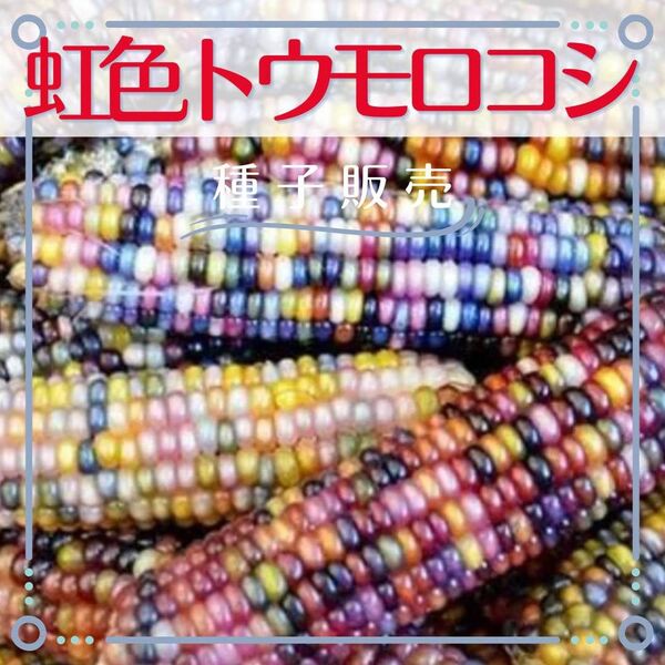 追跡番号付【種子販売】虹色トウモロコシ*種子10粒 観賞用とうもろこし グラスジェムコーンの種