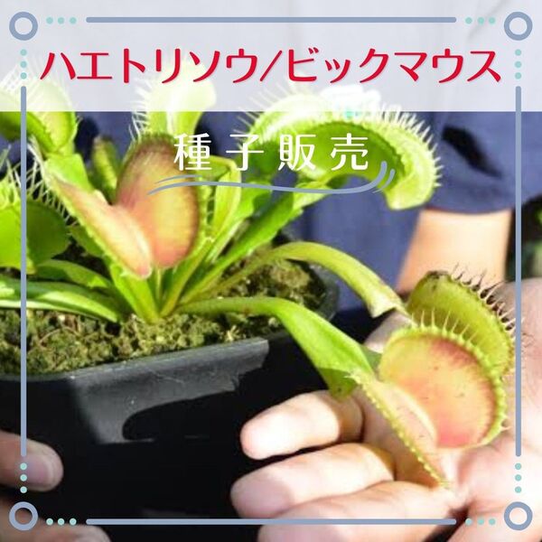 追跡番号付【種子販売】ハエトリソウ/ビッグマウス*種子10粒