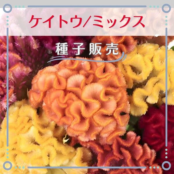 追跡番号付【種子販売】ケイトウ/ミックス*種子20粒
