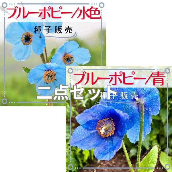 追跡番号付【種子販売】ヒマラヤブルーポピー/水色&青 *個別包装*種子各20粒(計40粒)