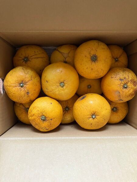 訳あり 自然栽培 木成完熟 甘夏みかん 5.7kg