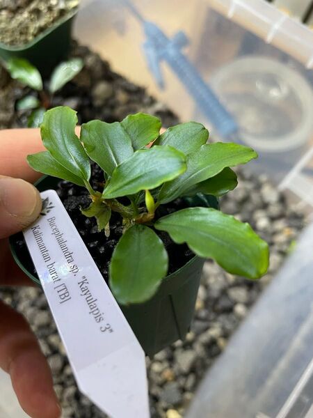 Bucephalandra sp. "Kayulapis 3" Kalimantan barat (TB) ブセファランドラ