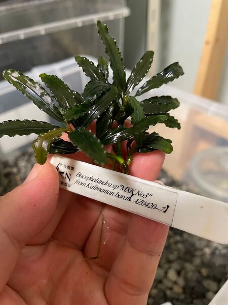 ブセファランドラ Bucephalandra sp"MXK No3"trom Kalimantan barat【AZ0420-7】
