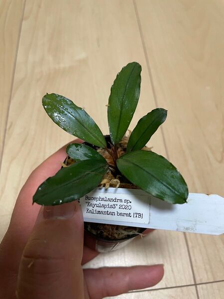 Bucephalandra sp."Kaywapis3" 2020 Kalimantan barat (TB) ブセファランドラ