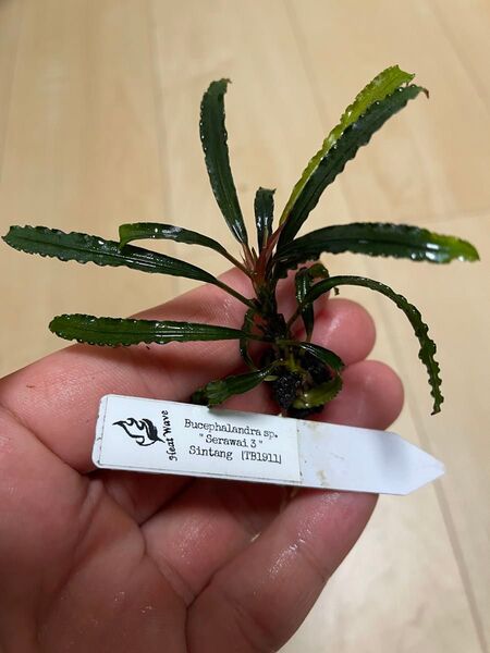 Bucephalandra sp. "Serawai 3" Sintang (TB1911) ブセファランドラ