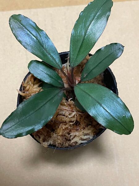 Bucephalandra sp."Kaywapis3" 2020 Kalimantan barat (TB) ブセファランドラ