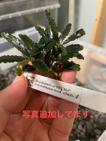 ブセファランドラ Bucephalandra sp"MXK No3"trom Kalimantan barat【AZ0420-7】