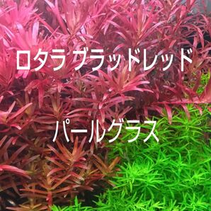 ロタラ ブラッドレッド・パールグラスセット