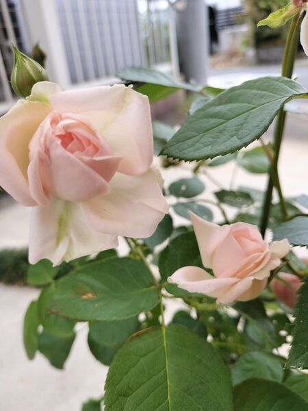 切花品種 四季咲きバラ挿し木苗