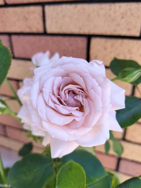切花品種 四季咲きバラ挿し木苗
