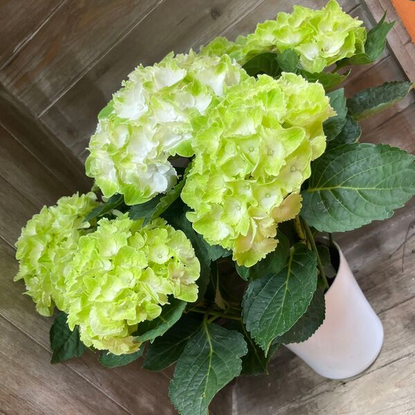 紫陽花 フローズンマスカット アジサイ