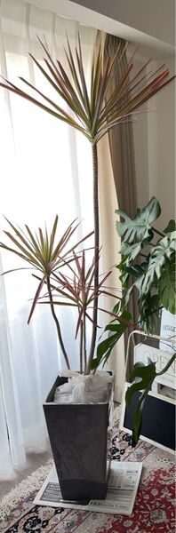 ドラセナ コンシンネレインボー 観葉植物 インテリア