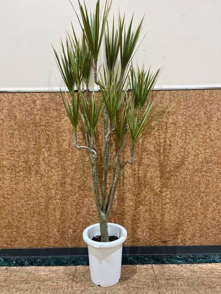室内インテリア 観葉植物 コンシンネ トリカラー 8号 140㌢