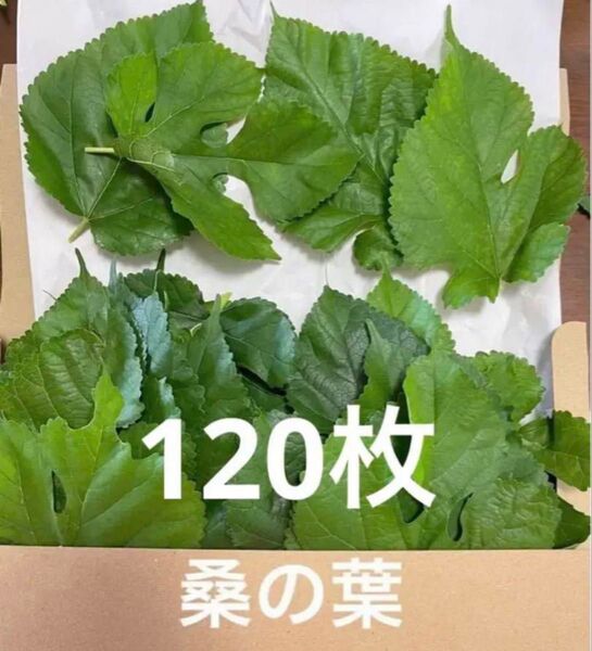 桑の葉 生葉 120枚 岐阜県産 無農薬 5/26収穫予定あり 当日発送