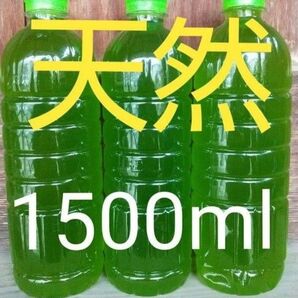 安心安全な天然 グリーンウォーター(青水、種水) 1500ml。ペットボトル発送。金魚・ メダカ ゾウリムシ ミジンコ めだか