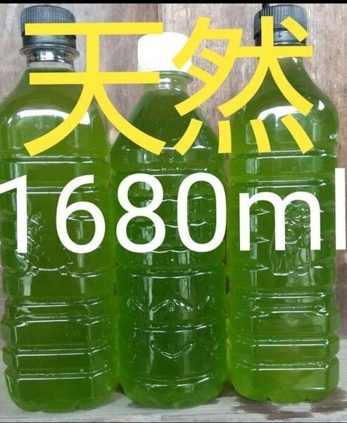 安心安全な天然 グリーンウォーター(青水、種水) 1680ml。ペットボトル発送。金魚・ メダカ ゾウリムシ ミジンコ めだか