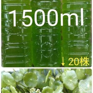 天然 グリーンウォーター(青水、種水) 1500ml & ウォーターコイン20株。メダカ 金魚 水草
