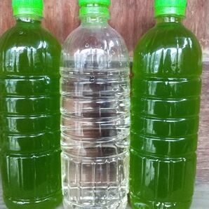 グリーンウオーター(種水、青水)1000ml & 魚のエサ 400ml ゾウリムシ メダカ ミジンコ 金魚 PSB らんちゅう