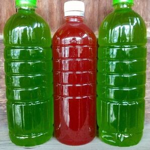 天然 グリーンウォーター(青水.種水)1000ml& PSB(光合成細菌)500ml メダカ ゾウリムシ ミジンコ