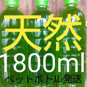 安心安全な天然 グリーンウォーター(青水、種水) 1800ml。ペットボトル発送。金魚・ メダカ ゾウリムシ ミジンコ めだか