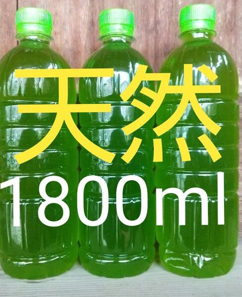 天然 グリーンウォーター (青水、種水) 1800ml。ペットボトル発送。めだか 金魚 ゾウリムシ ミジンコ メダカ