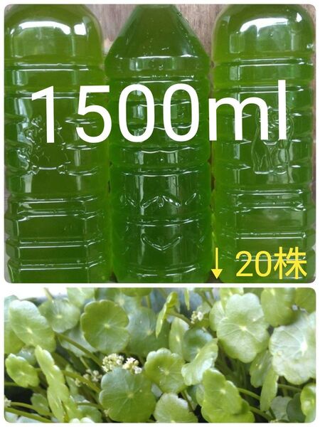 安心安全な天然 グリーンウォーター(青水、種水) 1500ml & ウォーターコイン20株。ウォーターマッシュルーム メダカ