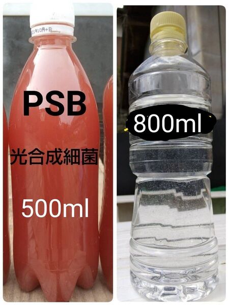 魚のエサ 800ml & PSB(光合成細菌) 500ml。ゾウリムシ ペットボトル発送!メダカ 金魚 ミジンコ