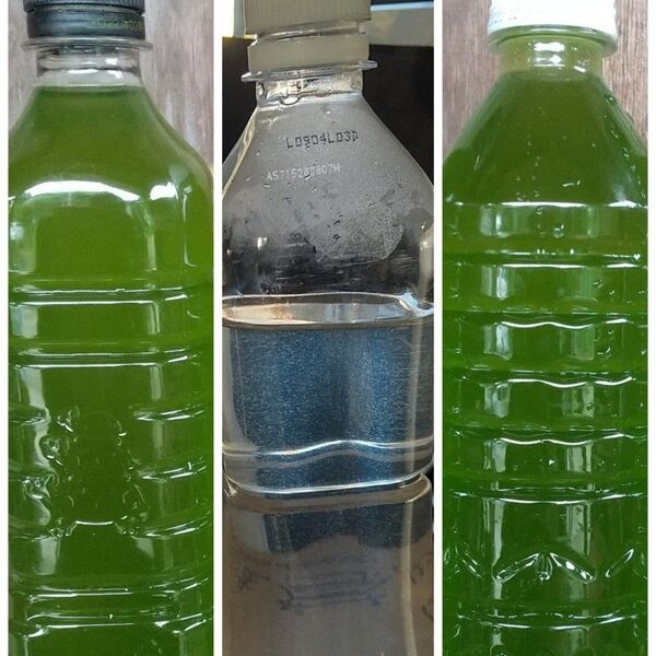 グリーンウオーター(種水、青水)1000ml & 魚のエサ 400ml ゾウリムシ メダカ ミジンコ 金魚