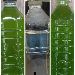 グリーンウオーター(種水、青水)1000ml & 魚のエサ 400ml ゾウリムシ メダカ ミジンコ 金魚 PSB らんちゅう
