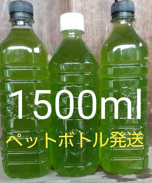 安心安全な天然 グリーンウォーター(青水、種水) 1500ml。ペットボトル発送。金魚・ メダカ ゾウリムシ ミジンコ めだか