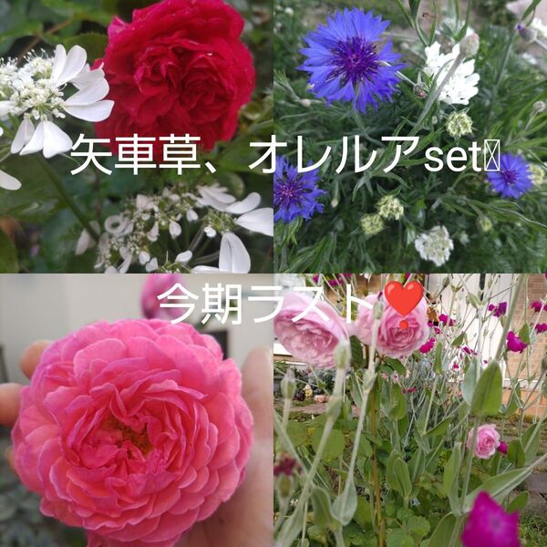 バラ挿し穂、ハーブ、苗、一年草、多年草、宿根草、多肉挿し穂、多肉カット苗、ラムズイヤー、グランドカバー、種、種子、バラ苗、挿し穂
