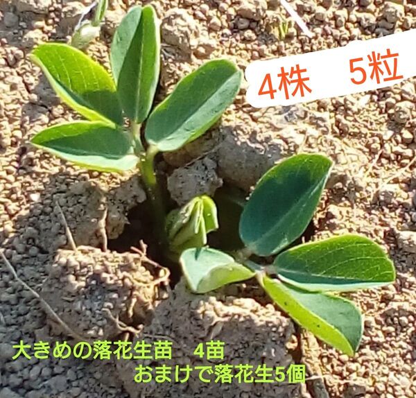 落花生 苗