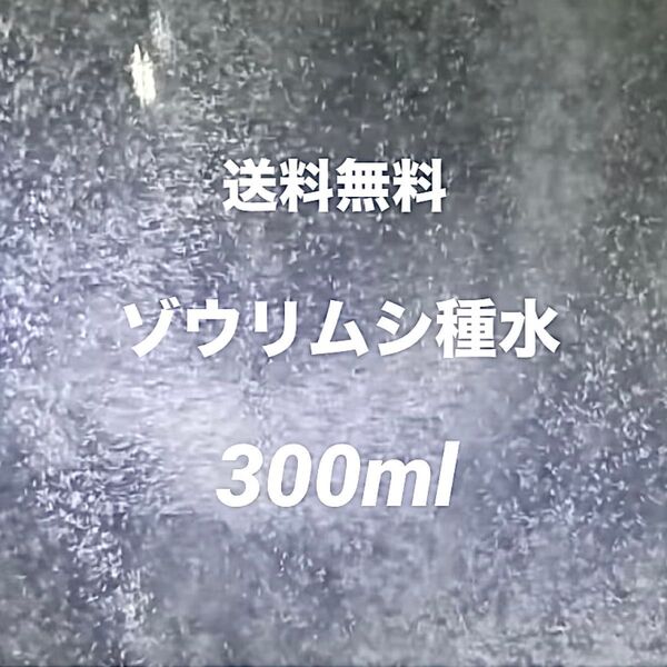 ゾウリムシ種水300ml濃縮