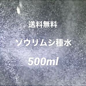 ゾウリムシ種水500ml濃縮