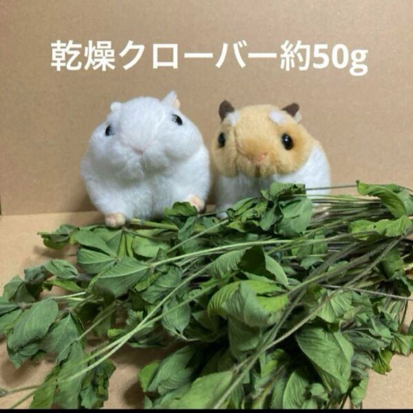 乾燥クローバー約50g