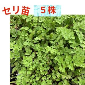 農薬不使用♪♪セリ苗5株今が旬