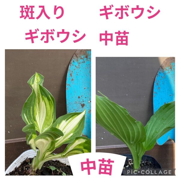 SALE!!斑入りギボウシ中苗1株ギボウシ中苗1株セット販売!!売り切れ御免!!