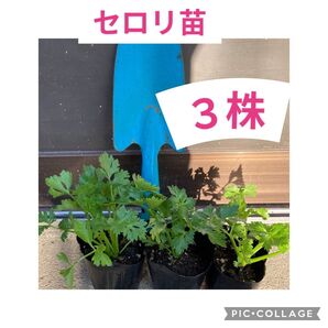農薬不使用!!セロリ苗(3株) ポットまき苗!!