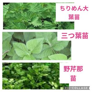香味野菜 ちりめん大葉苗3株.三つ葉苗3株.野芹那苗3株.全て農薬不使用!!