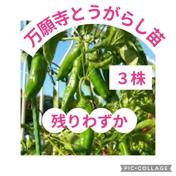 残りわずか→万願寺地域の種から育てた、万願寺とうがらし苗(3株)