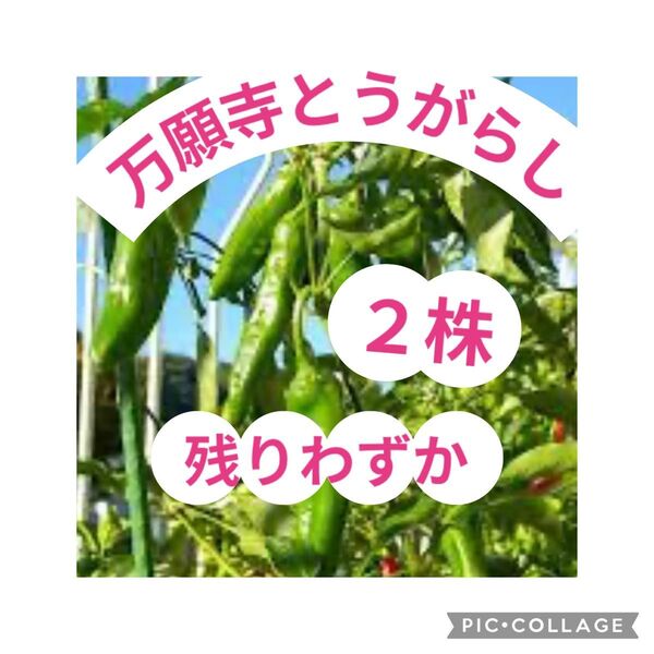 残りわずか→京都府舞鶴市万願寺地区"の元祖!万願寺とうがらし苗(2株)が育ちました!!