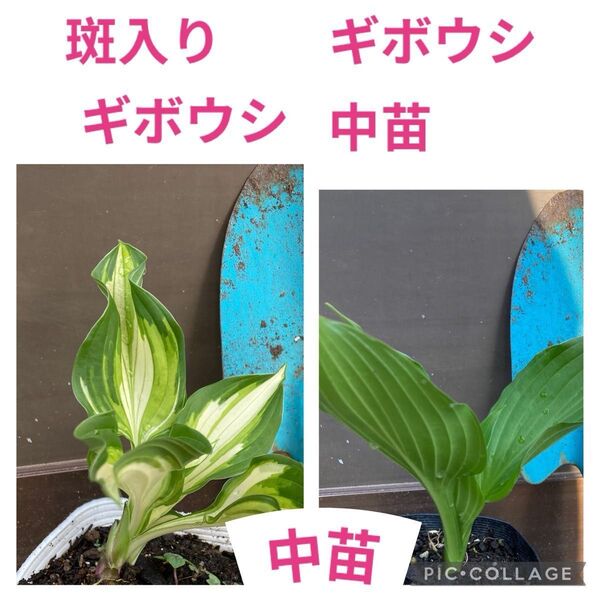 SALE!!斑入りギボウシ中苗1株ギボウシ中苗1株セット販売!!ポット苗!!