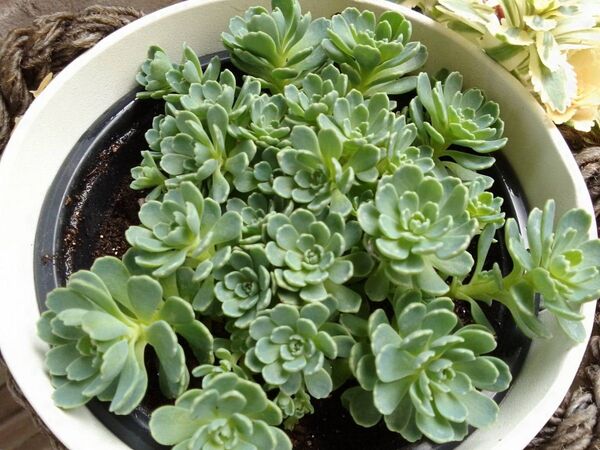 ■おまけセダム付■6個+増量2個■薔薇のような ローズセダム■パキクラドス 多肉植物