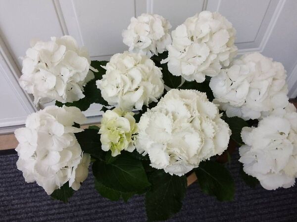 ◆ボリューム満点◆純白の紫陽花 シュガーホワイト◆アジサイ 5号鉢 ギフト 母の日 プレゼント